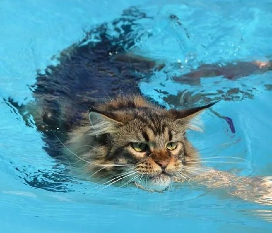 Мейн-кун. Мокрый Мейн кун. Мейн кун и вода. Котик плавает. Люблю водичку