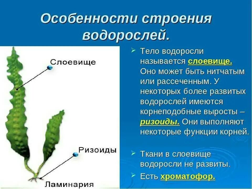 Внешнее строение водорослей. Строение слоевища ламинарии. строение таллома ламинарии. слоевище таллом это. строение многоклеточной ламинарии.