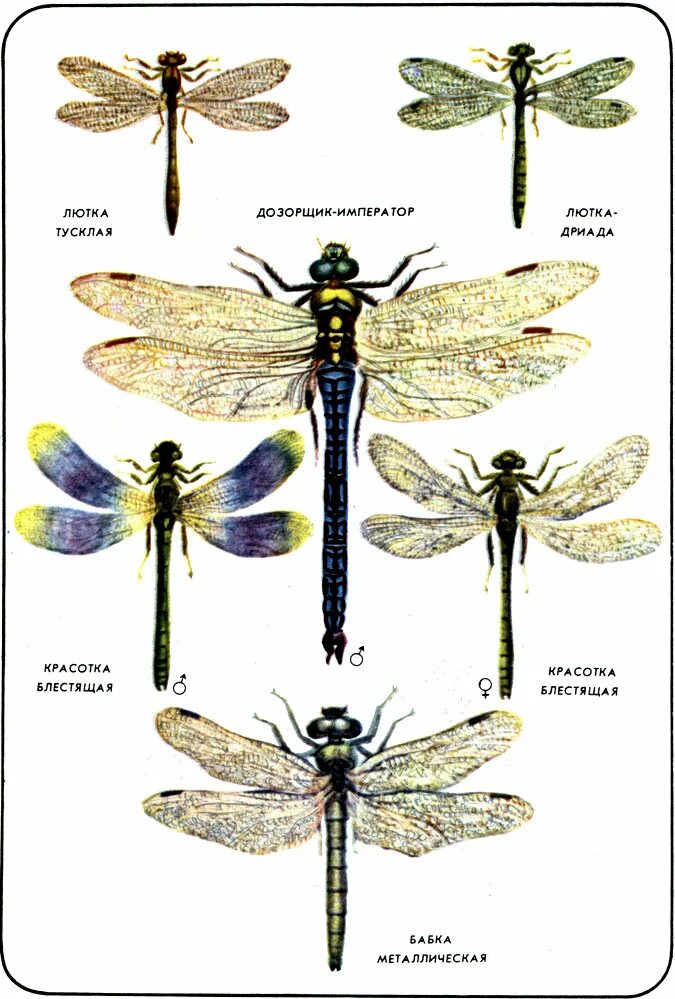 Какой тип питания характерен для стрекозы. Стрекоза Дозорщик Император самка. Стрекоза Императорский Дозорщик. Представители отряда насекомых Стрекозы. Личинка дозорщика императора.