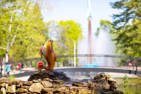 Золотая рыбка воронеж