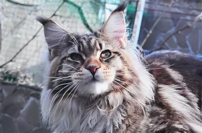 мейн кун полидакт лапы. мейнкун кот. черепаховый котенок мейн куна. мейн кун 16 кг. мейн-кун.