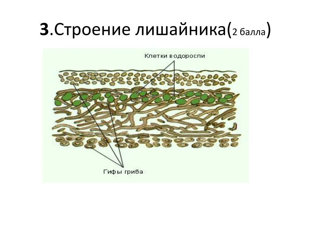 Строение лишайника под микроскопом. Царство грибов и лишайников 9 класс. Лишайники  — комплексные организмы. Строение лишайников.. Строение лишайника 5. Лишайник комплексный организм