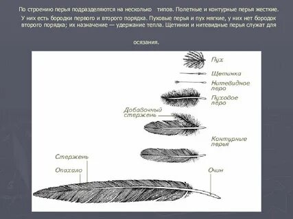 Сравните контурное и пуховое перо размеры