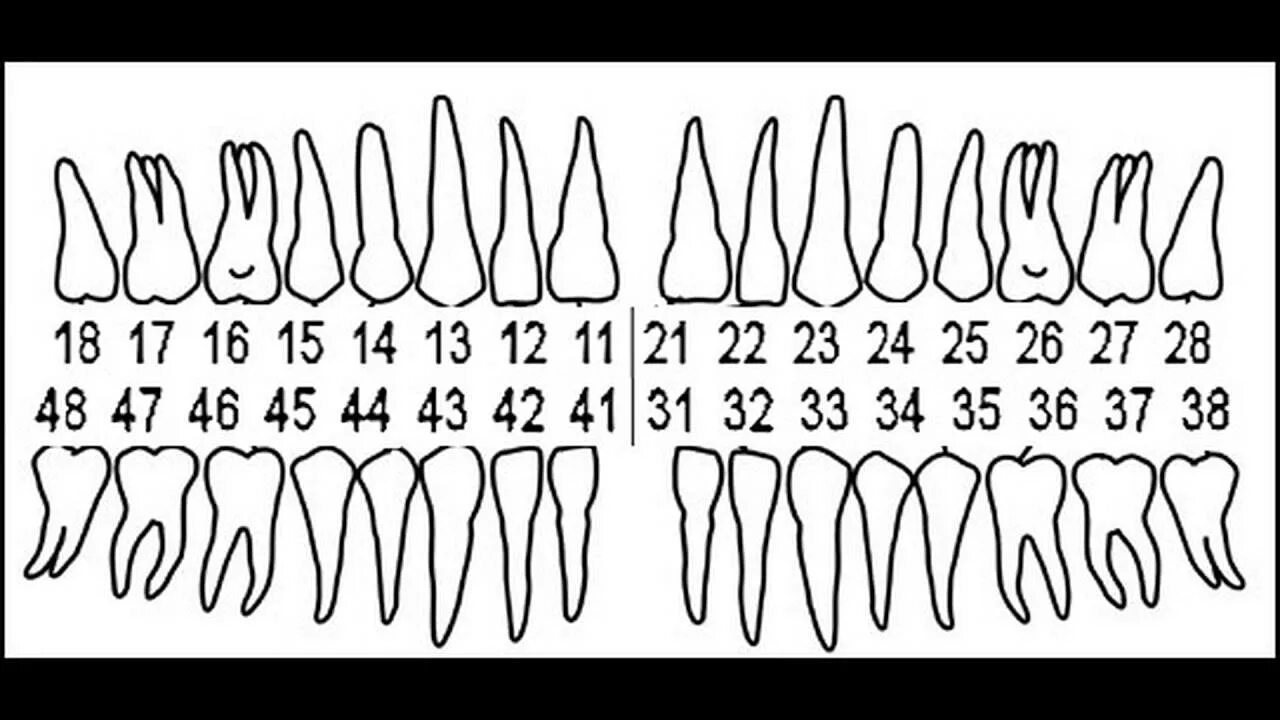 Нумерация зубов в стоматологии схема у взрослых. Стоматологическая нумерация зубов. Зубные ряды нумерация зубов. Нумерация зубов зубная формула. Дентальная кт нумерация зубов.
