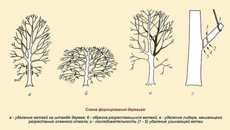 Особенности развития деревьев. Омолаживающая обрезка тополя схема. схема обрезки липы. схема санитарной обрезки деревьев. тополь обрезка схема.