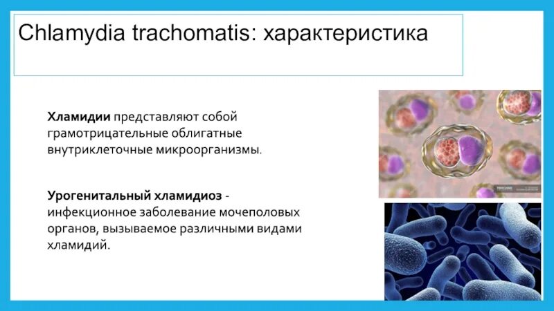 Anti chlamydia trachomatis. Урогенитальный хламидиоз. Хламидии грамотрицательные.