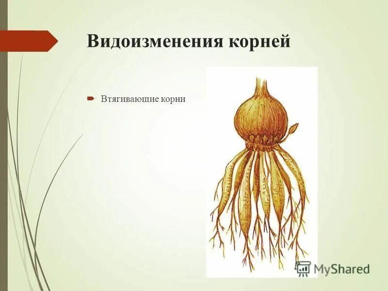 минеральное и корневое питание растений. подземные органы растений. питание растений. корень высших растений. видоизменения корней таблица втягивающие корни.