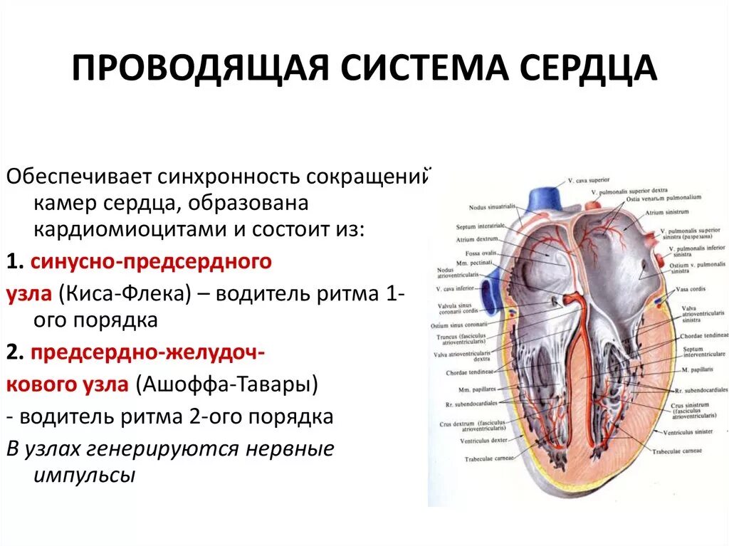 Сердце строение положение, Проводящая система сердца. Расположение синусно-предсердного узла проводящей системы сердца. Таблица проводящей системы сердца. Основная функция проводящей системы сердца это. Сердце образовано клетками