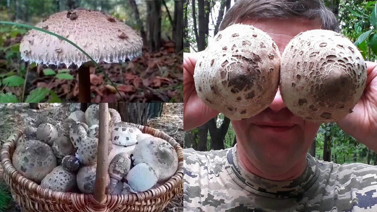 Мухомор пантерный и гриб зонтик. Зонтик пестрый мухомор пантерный. Macrolepiota gracilenta. Гриб зонтик двойники. Гриб зонтик ядовитый двойник.