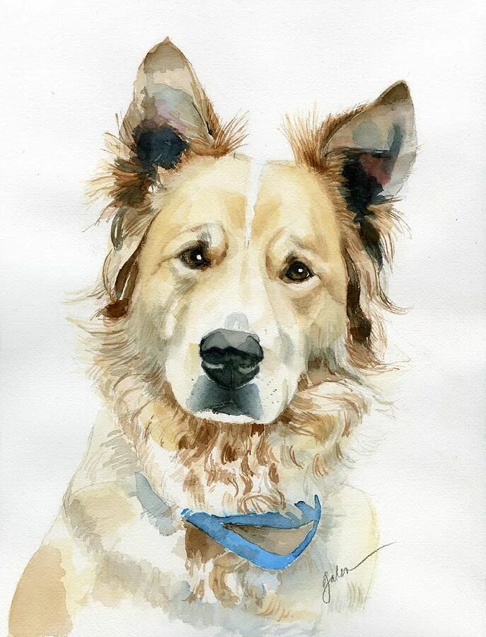 Painted dogs. Собака акварелью. Портреты животных акварелью. Щенок акварель. Акварельными красками портрет собаки.