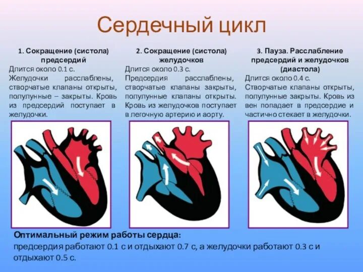 Фазы сердечного цикла 8 класс биология. Фаза сердечного цикла систола предсердий. Фазы сердечной деятельности. Сердечный цикл. Фазы сокращения сердца.