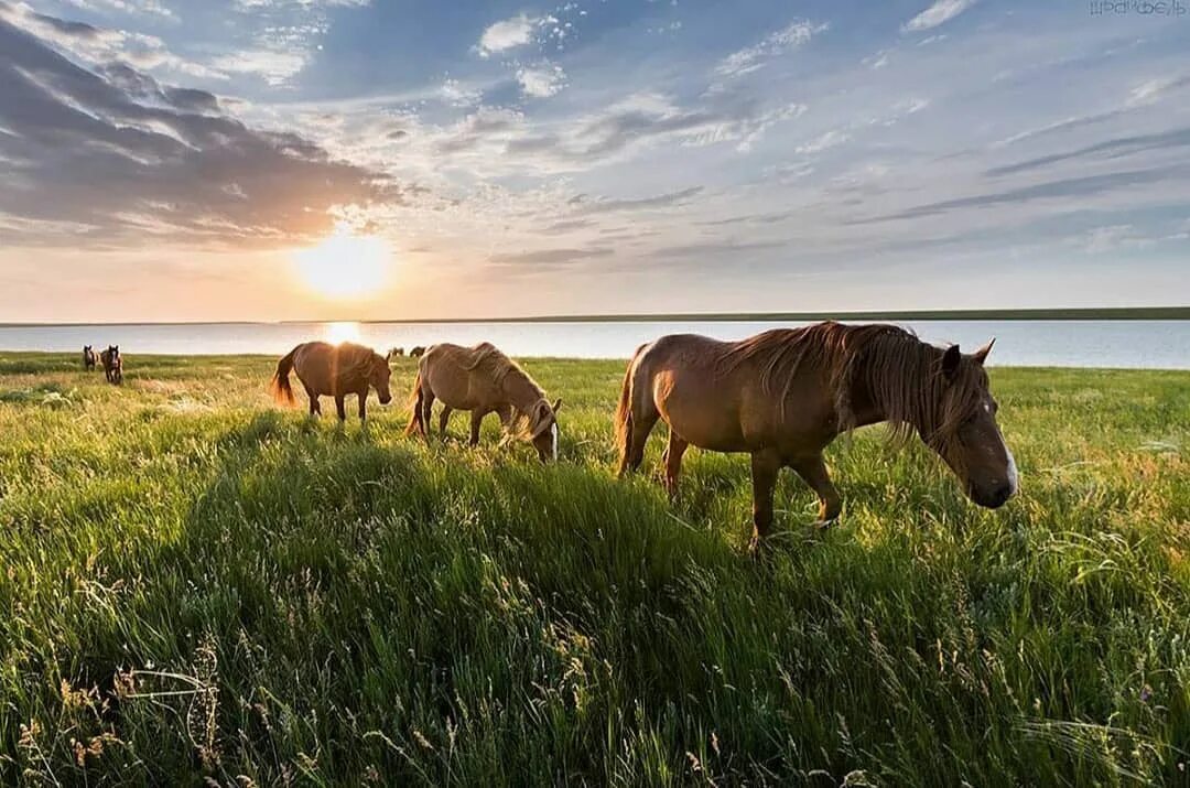 про ростовский заповедник.