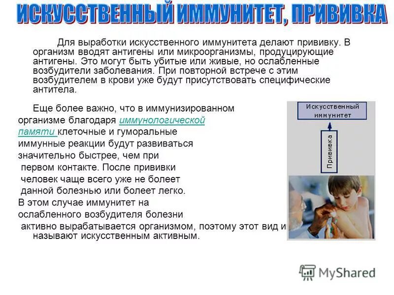 В организме человека после прививки