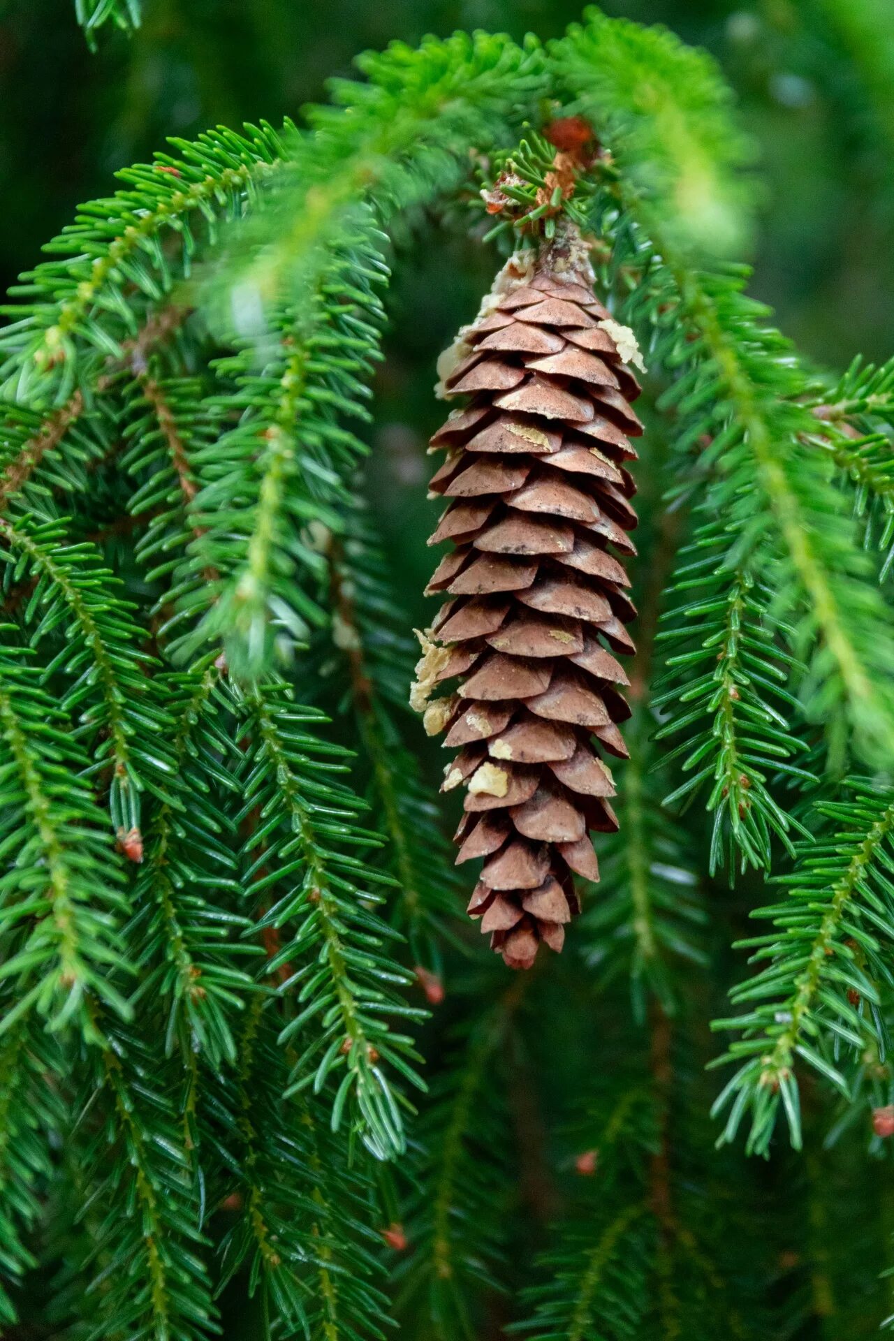 Шишки елки иголки. Ель красная Picea Rubens. Ель Аянская шишки. Ель обыкновенная хвоинки. Ель обыкновенная Максвелли шишки.