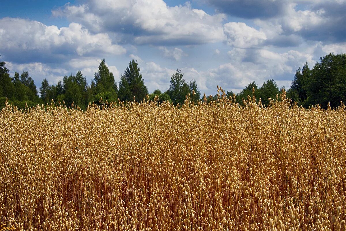 поле овса. евсей — овсы отсей. овсяное поле. овес это зерновая культура. пшеничные поля в новгородская область.
