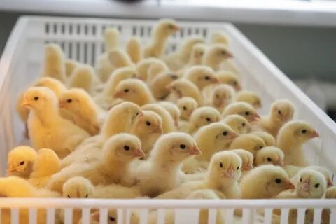 Когда будут продавать цыплят