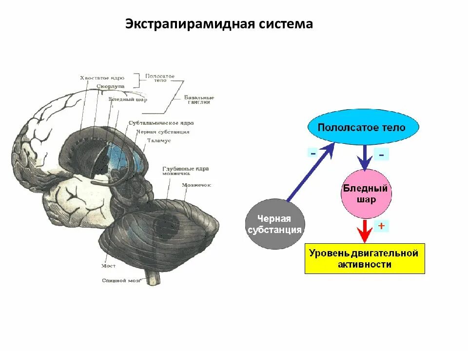 Строение и функции экстрапирамидной системы. Хода относится к системе. Экстрапирамидный путь неврология схема. Хода относится к системе. Пирамидный путь неврология схема.