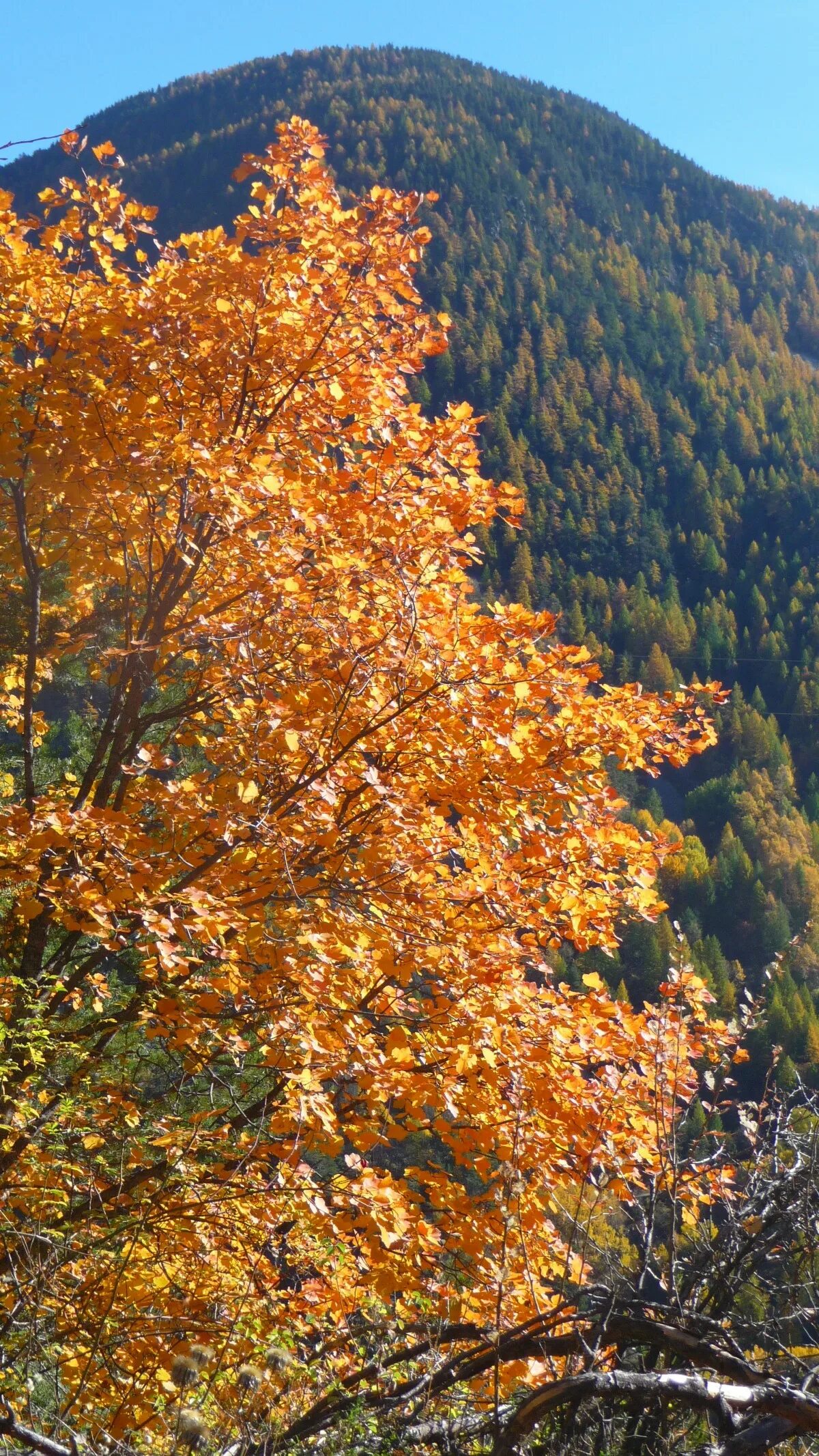 Осень в горах фото. Гора листьев. Leaf mountain. Гора листьев. Клены в осенних горах.