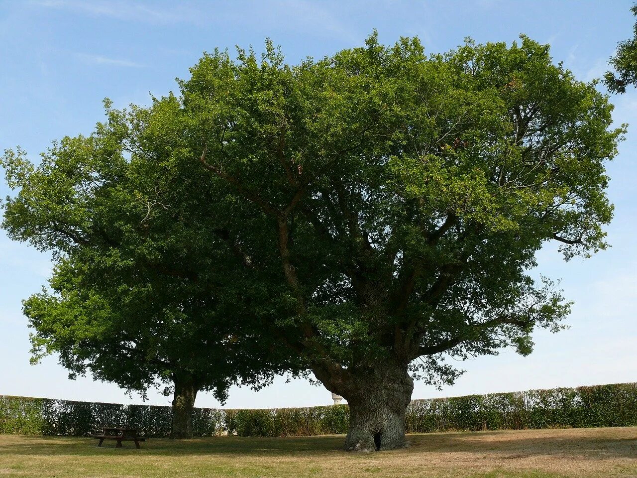 Большой дуб. Дуб Пиренейский дерево. Лиепусальский дуб. Дуб Македонский дерево. Реликтовое дерево дуб.