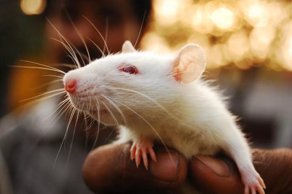 Домашние белые мыши. Крыса Дамбо альбинос. Белая крыса альбинос. Дикая крыса альбинос. Декоративная крыса альбинос.