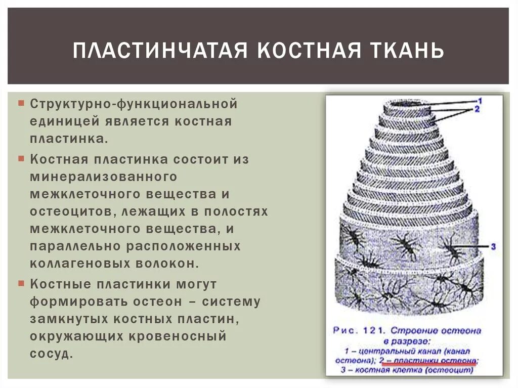 Структурная единица кости. Пластинчатакостная ткань. Костные пластинки пластинчатой костной ткани. Пластинчатая костная ткань функции. Строение пластинчатой костной ткани.