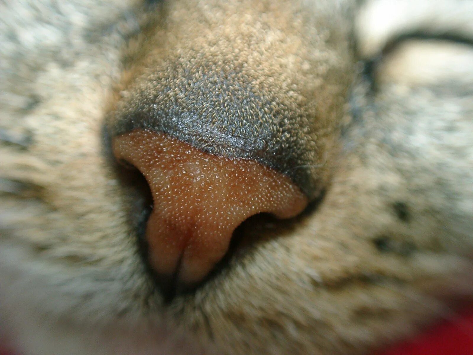 Нос кошки. Нос кошки под микроскопом. Кошачий нос под микроскопом. Мокрый нос кота под микроскопом. Почему у кота мокрый нос