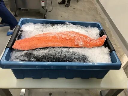 Fish gov