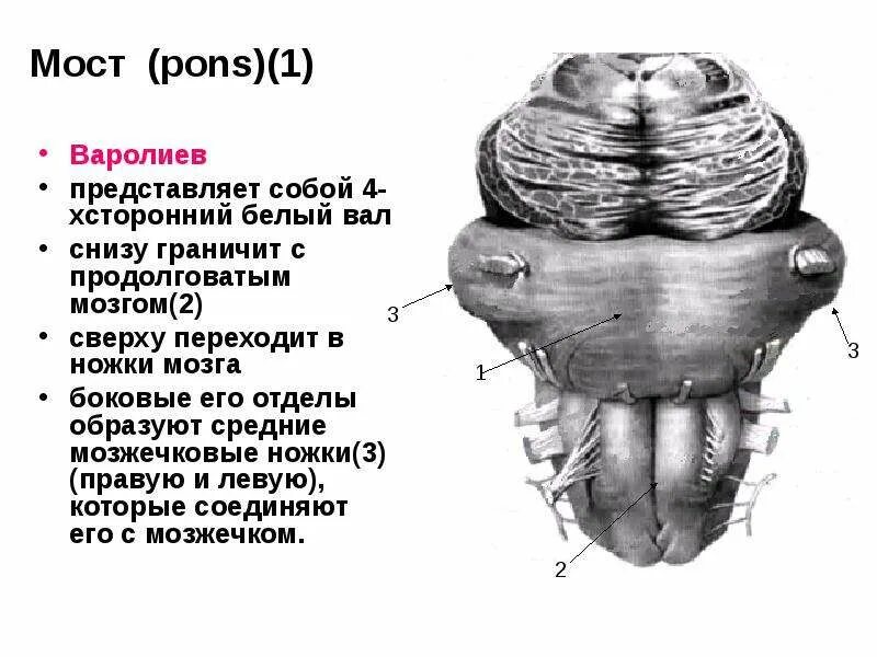 Варолиев мост строение. Строение мозга варолиев мост. Внешнее и внутреннее строение варолиева моста. Варолиев мост анатомия.