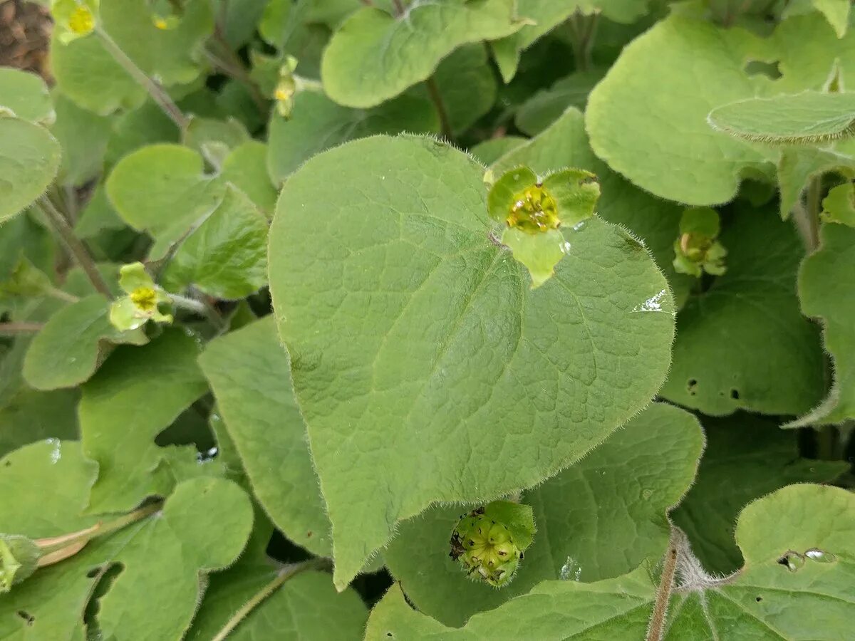 Сарума текст. Saruma henryi. Каспийский груз саурма. Сарума текст. Каспийский груз табор уходит.
