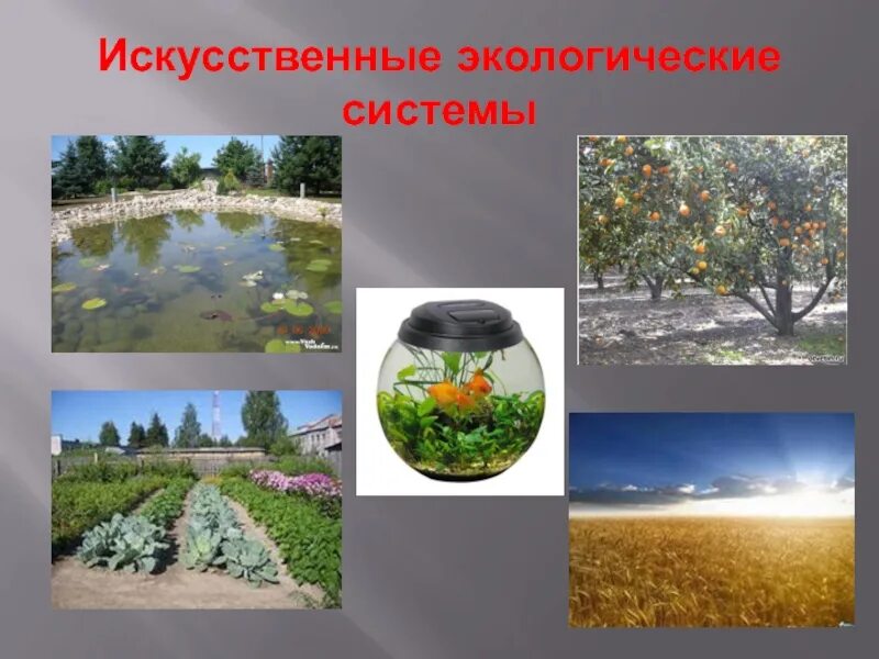 Сообщества созданные человеком