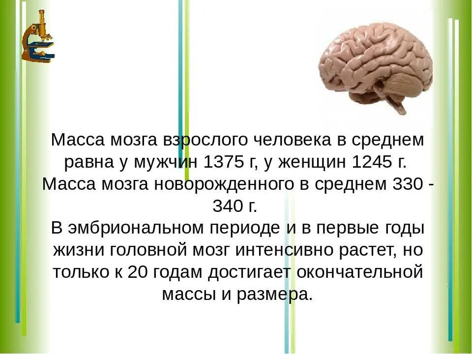 1 масса головного мозга. Масса головного мозга взрослого человека. Средняя масса мозга. Средний вес человеческого мозга.