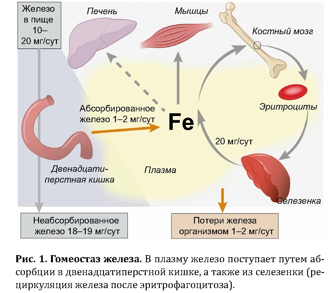 Обмен железа в печени. Обмен железа в организме. Транспорт железа в организме. Обмен железа схема. Схема обмена железа в организме человека.