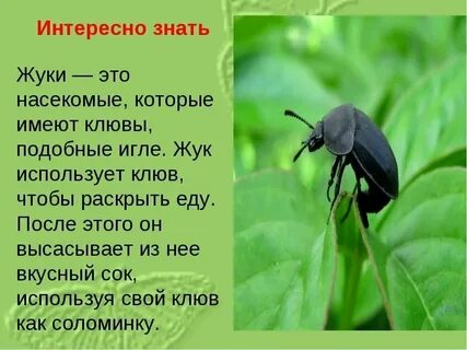 Знаешь насекомых