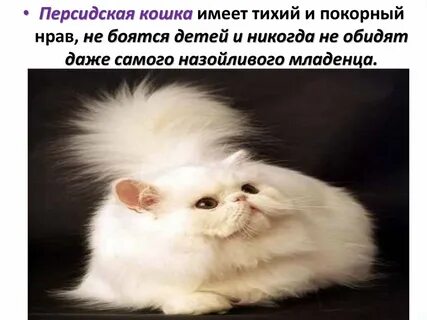 Кошка имеет