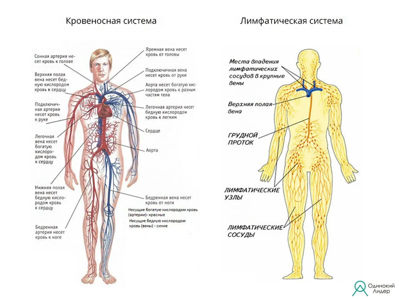 Лимфатические сосуды в организме. Схема движения лимфы анатомия. Сосуды лимфатической системы таблица. Анатомия тела человека лимфатическая система. Лимфатическая система схема.