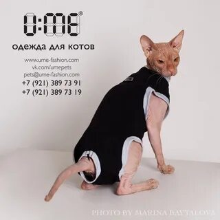 Выкройка для сфинкса