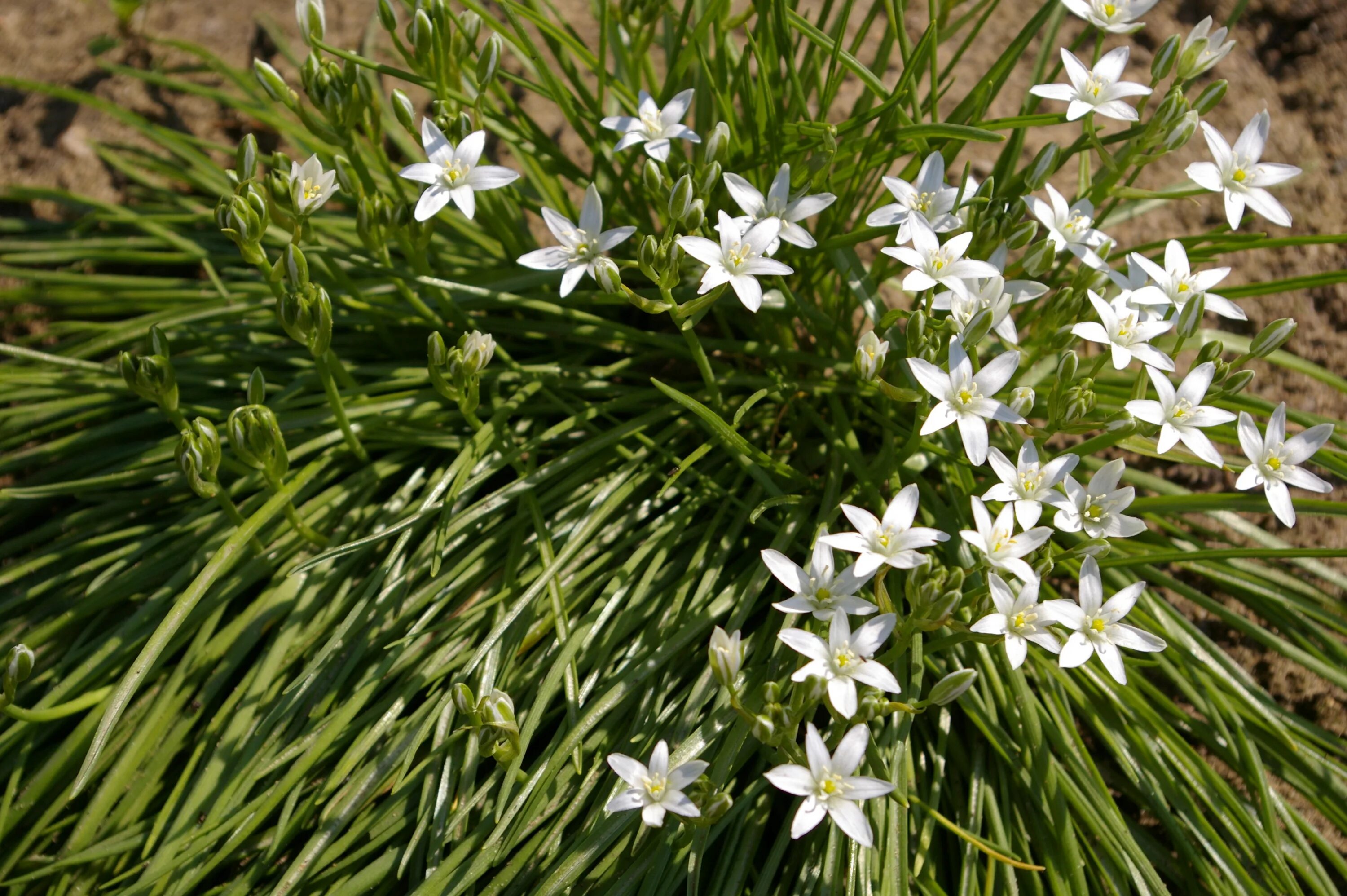 Птицемлечник цветок. Птицемлечник цветок. Птинцемлетник зонтистый. Птицемлечник понтийский. Птицемлечник пиренейский.