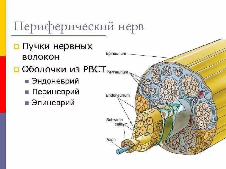К структурам периферического нерва относят. Эндоневрий периневрий эпиневрий. Морфофункциональное строение периферического нерва.. Строение периферического нерва неврология. Схема строения периферического нерва.
