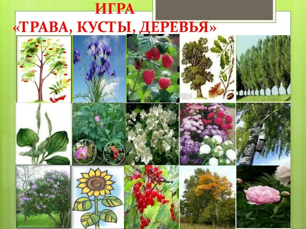 Деревья кусты травы общее название. Название кустарников и трав. растения деревья кустарники травы. дкрксья кустарники растения. растения деревья кустарники травы для дошкольников.
