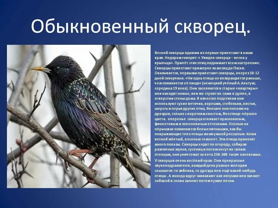 Скворец описание. Доклад про скворца. Скворец птица описание. Скворец описание для детей.