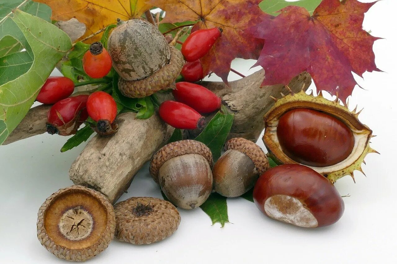 Каштан плод Желудь. Шишки желуди орехи. Природные материалы. Осенние плоды. Собирают спелые орехи желуди дикие фрукты