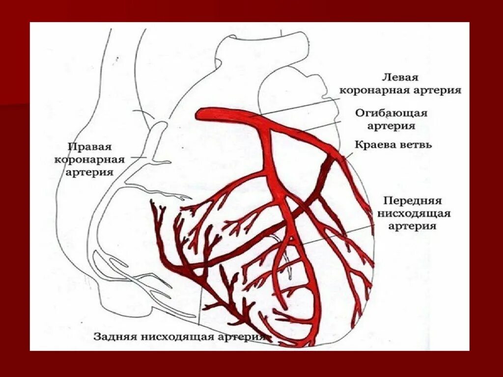 Коронарные артерии сердца схема. Схема расположения коронарных артерий сердца. Анатомия левой коронарной артерии. Коронарные артерии анатомия схема.