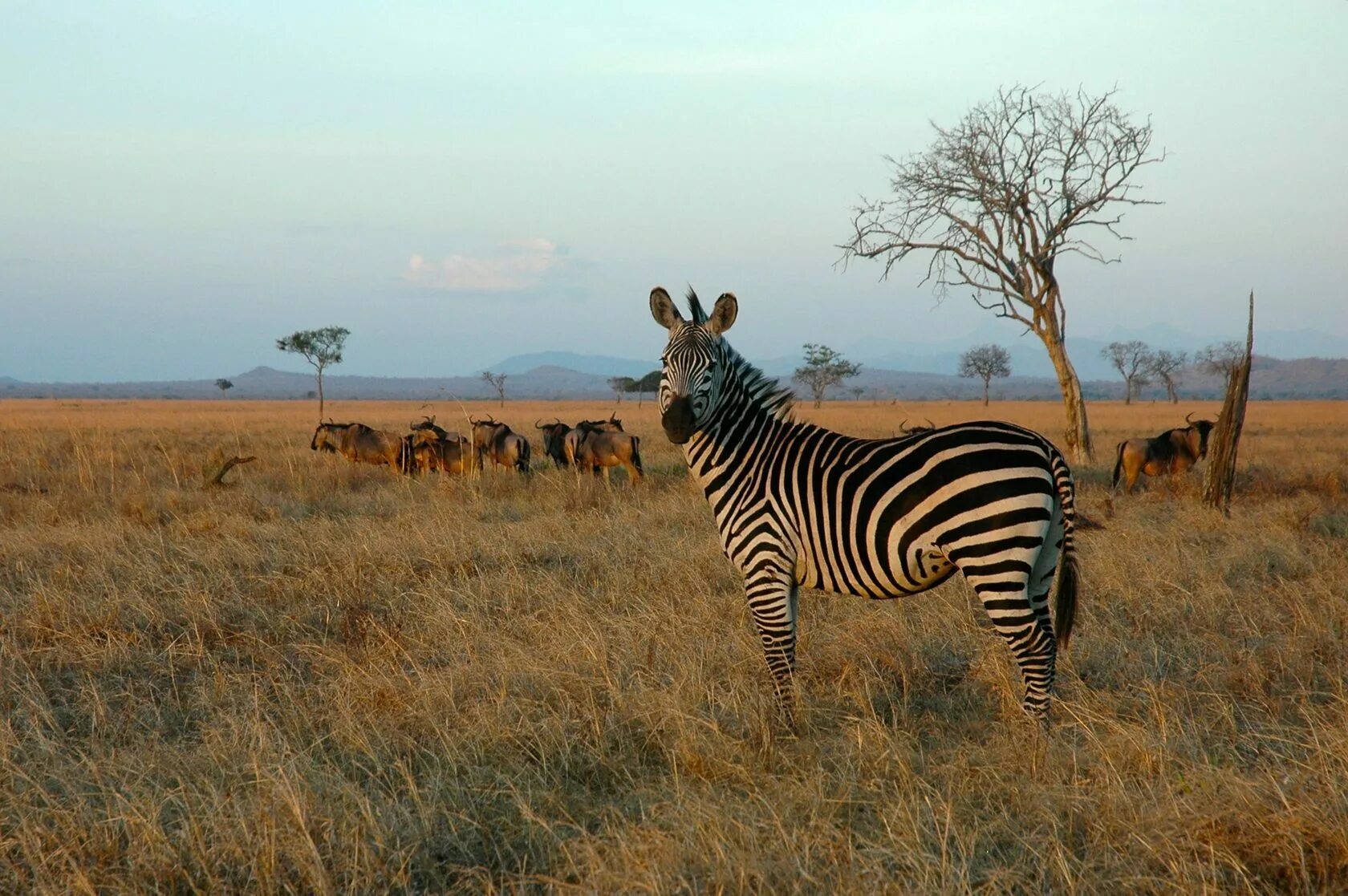 Животные саванны в африке. Парк Микуми Танзания. Национальный парк Микуми в Танзании. Сафари Микуми Танзания. Сафари в национальном парке Микуми.