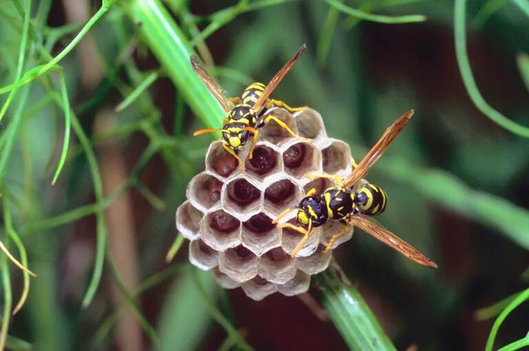 Сообщение про осину. Перепончатокрылые насекомые. Краткое содержание осиное. Тополь дрожащий осина дерево. Осина дерево описание лиственное.