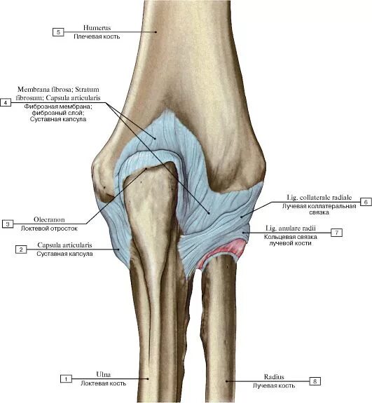 Связочный аппарат локтевого сустава анатомия. Локтевой сустав анатомия суставная капсула. Кольцевидная связка локтевого сустава. Анатомия локтевого сустава Синельников.