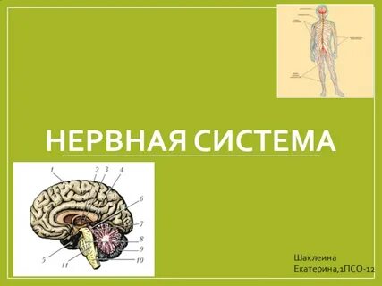 Тема нервно