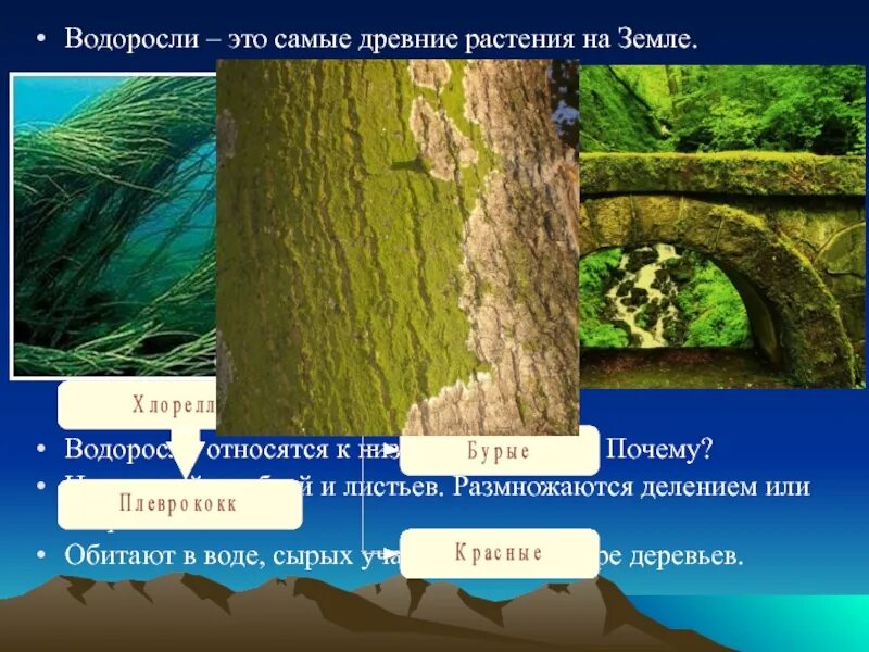Водоросли древнейшие представители царства. Класс бурые водоросли ламинария. Многоклеточные водоросли ламинария. Растения которые относятся к низшим. Хламидомонада и ламинария.