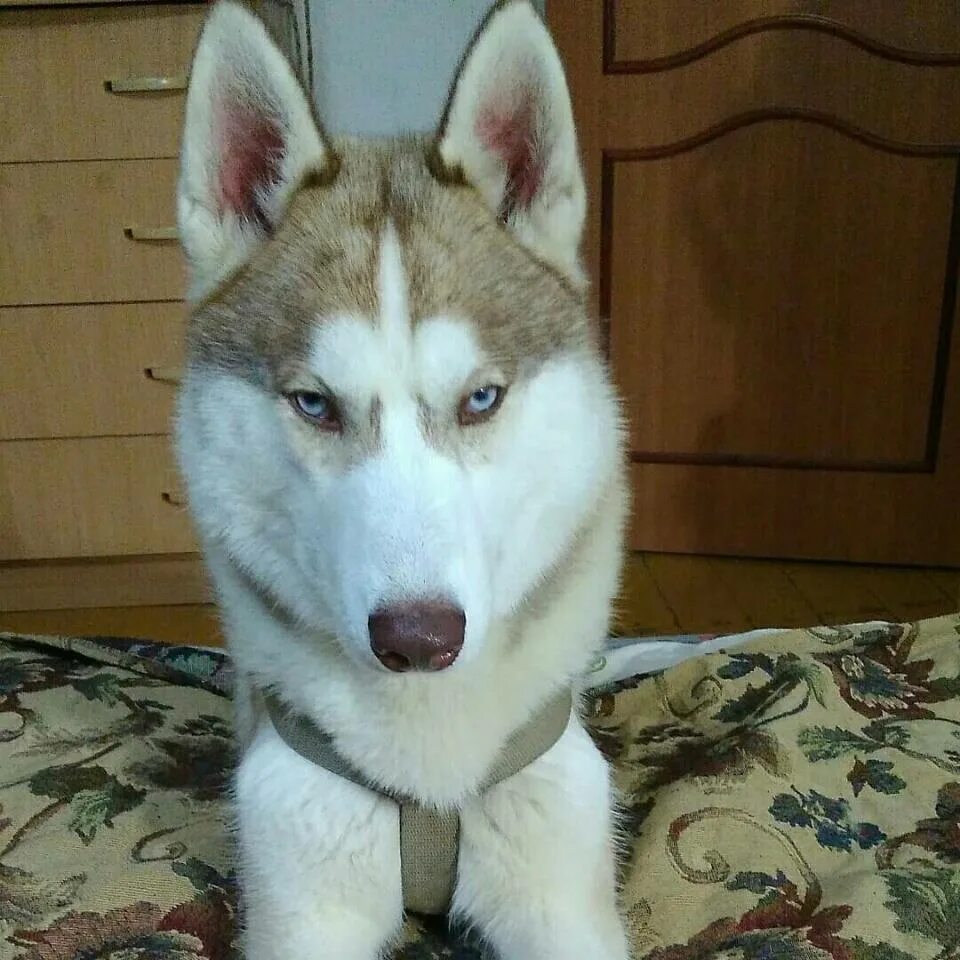 Оставил хаски. Оставил хаски. Оставил хаски. Потеряшки новосибирск животные. Хаски в квартире.