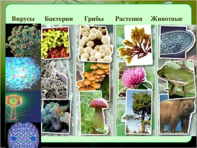 Грибы и бактерии относятся к группе. Бактерии грибы растения животные. Царство растений животных грибов бактерий вирусов. Растение гриб бактерия. Животные растения грибы бактерии вирусы.