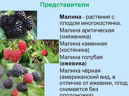Малина относится